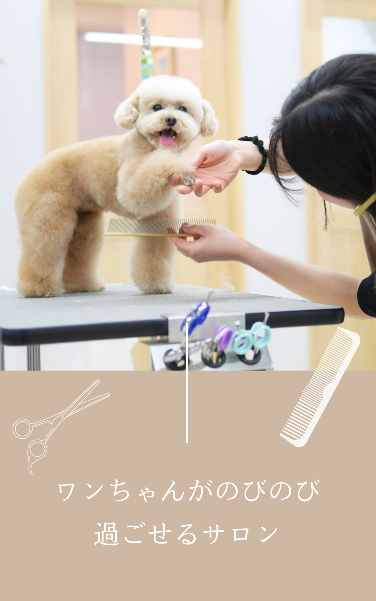 トリミングサロン「Salon de Ichiko 」のトリミング中の様子